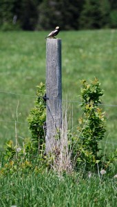 Male bobolink, with distinctive yellow cap and white "backwards tuxedo" markings across his back. 