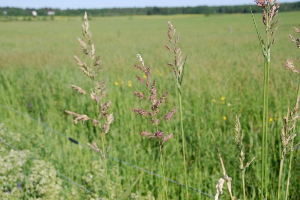 Red canary grass flowers along a fence line.