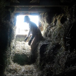 Sue, in her traditional role as the handler of small square bales. Note the  trusses overhead. 