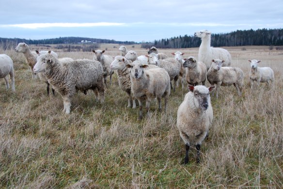 December 12, 2015. A few of the ewes, dreaming of a green Christmas. 