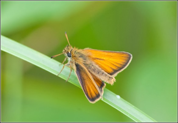 Skipper